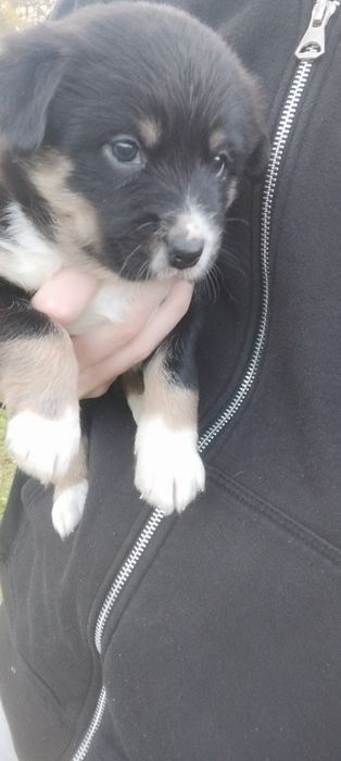 Oddam szczeniaki pinczer miniaturowy mieszany z kundelkiem