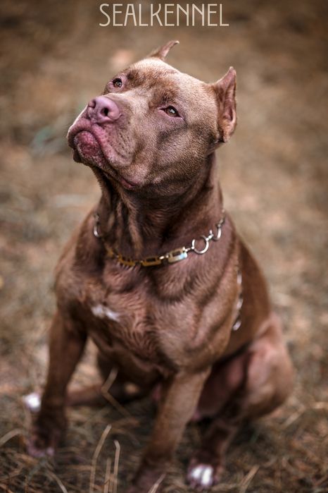 Імпортні пітбультерєри , пітбуль, Pitbull