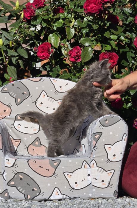 Maine Coon kot gotowy do odbioru blue