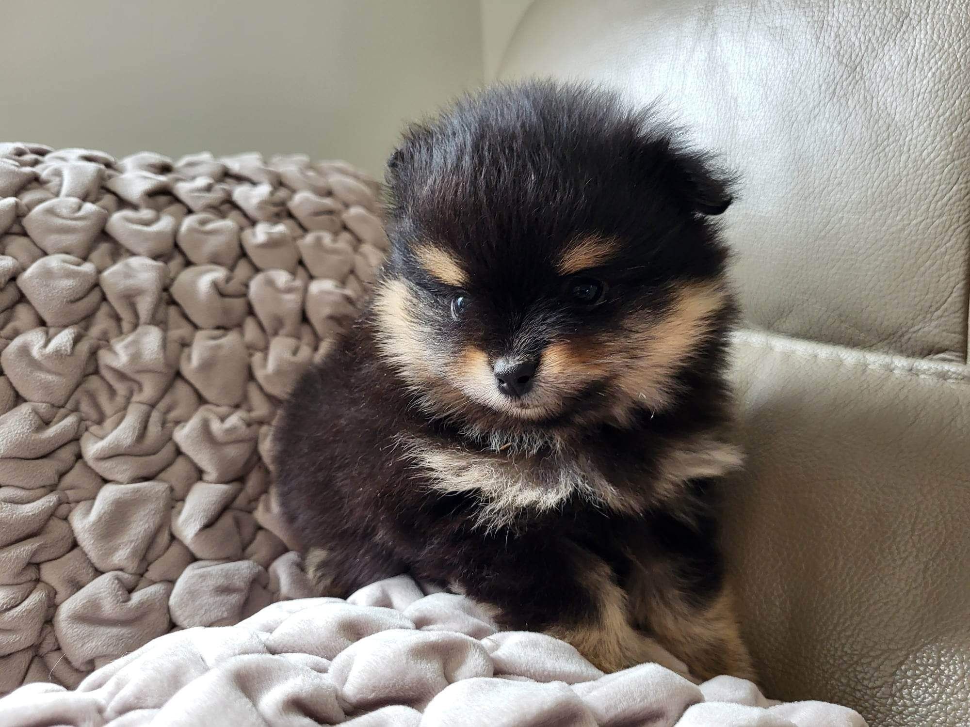 Pomeranian, szpic miniaturowy, szczeniaki