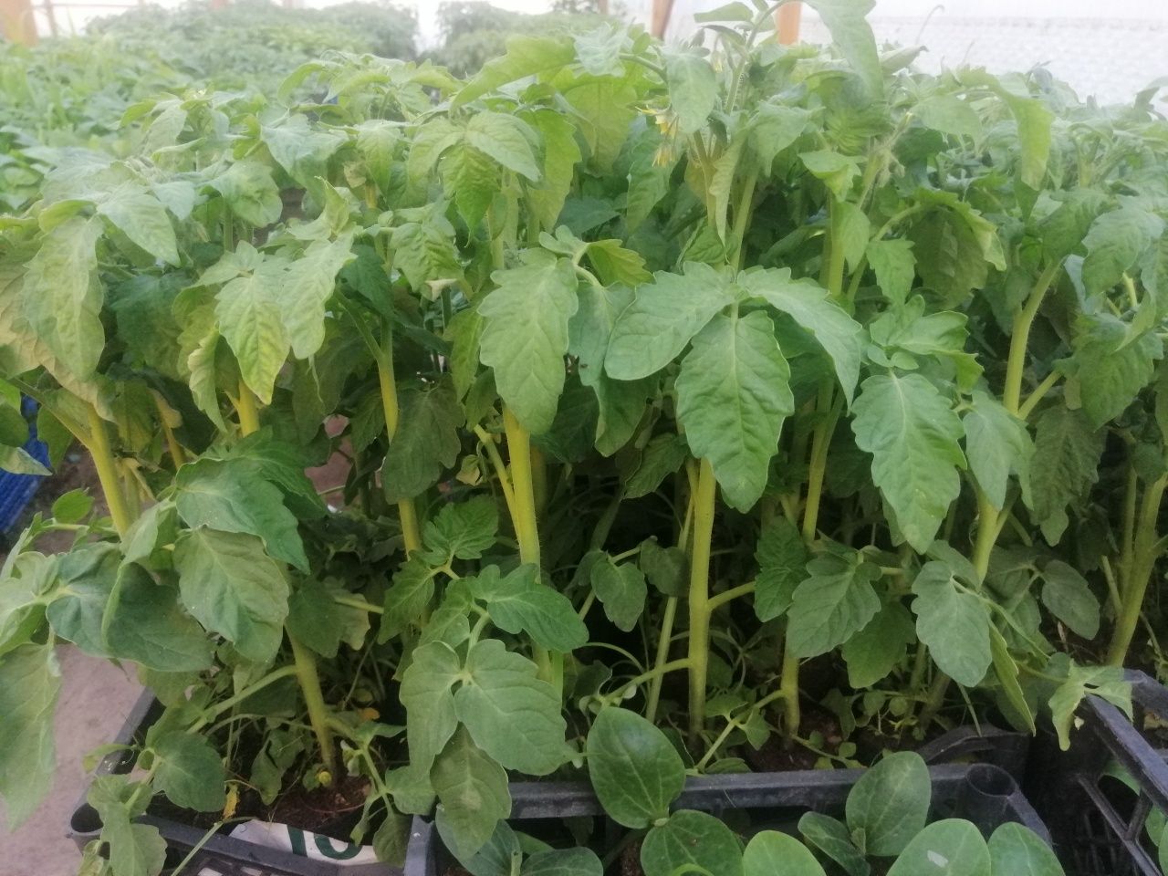 Sadzonki pomidor papryka