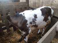 Jałowka mięsna ciele cielak był Byczek simental Brown Swiss bbb