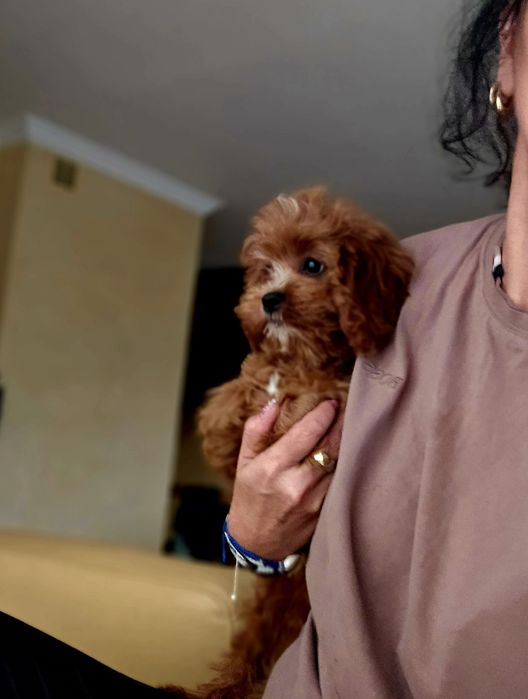 Cavapoo  cudowna sunia ciemna