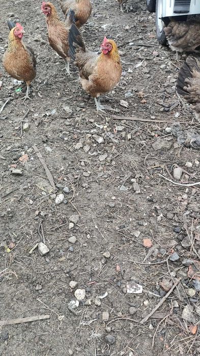 Zielononóżki młode z jajkiem