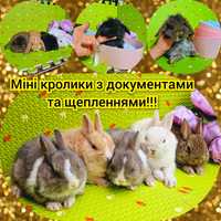 Мини мiнi mini lop карликовые кролики вислоухий баранчик цветной карли