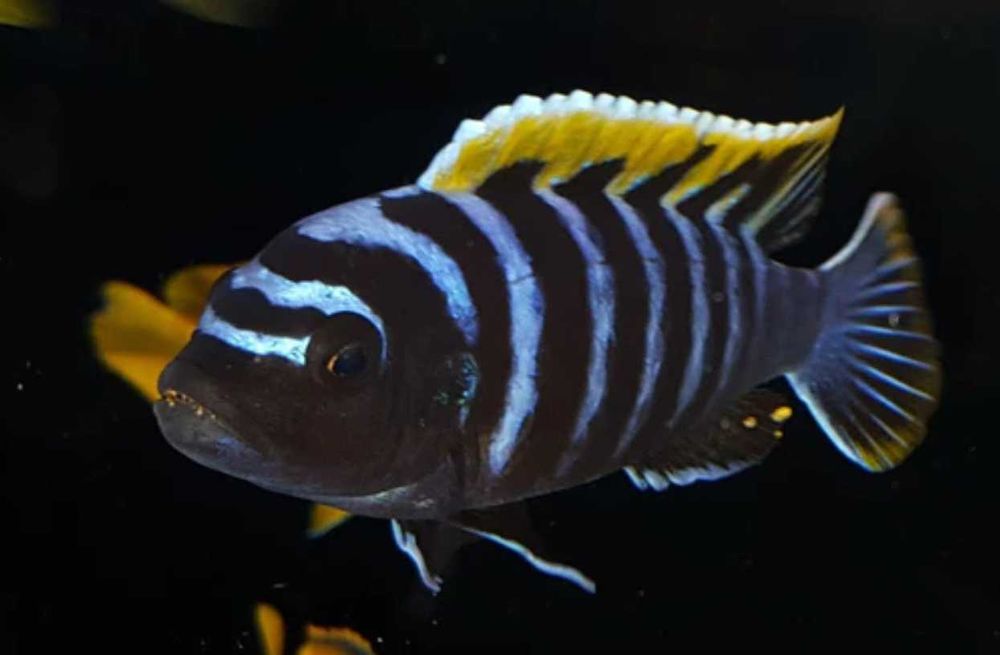 Cynotilapia afra Likoma - dowozimy, wysyłamy