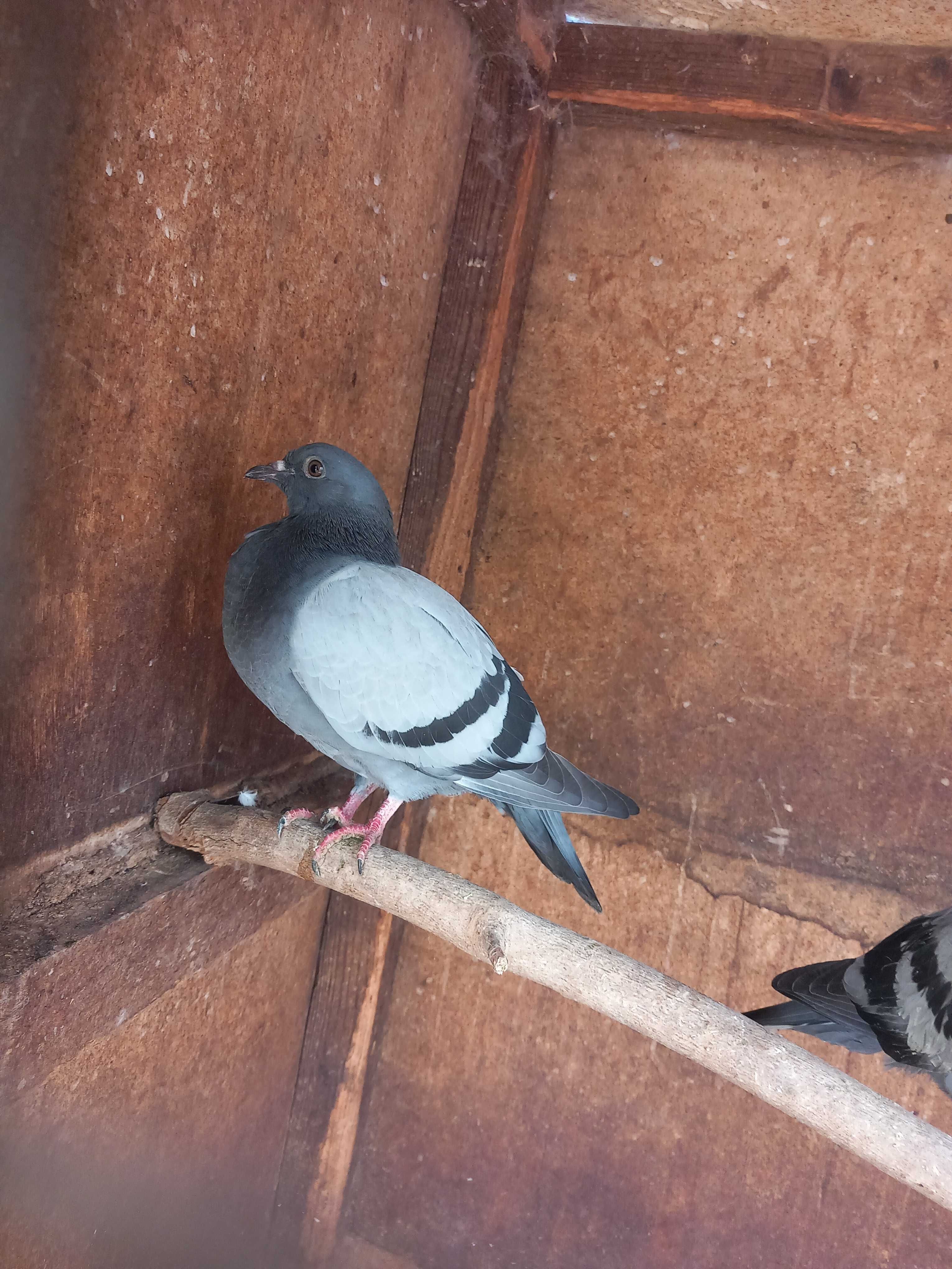 Vendo pombos vulgares