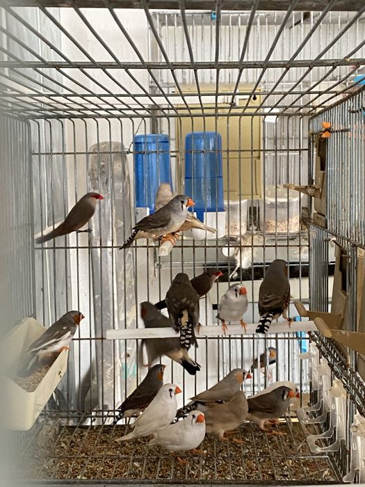 manderins de qualidade