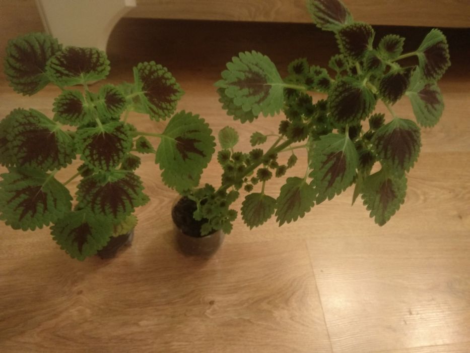 Dwie duże pokrzywki