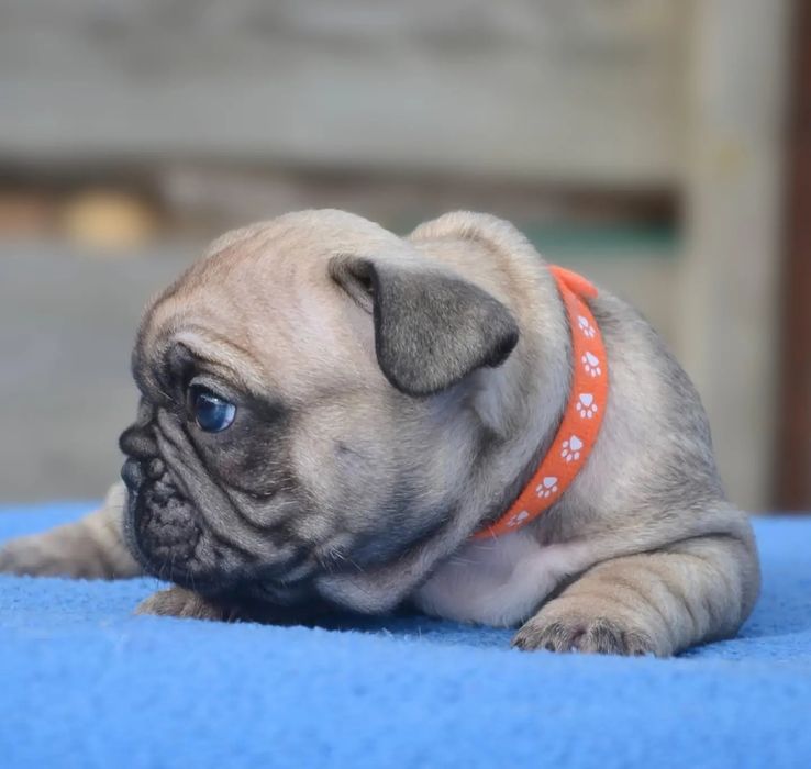 Червоні бульдожки з КСУ родоводом