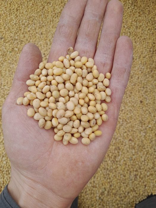 Соя Олдхем посівна