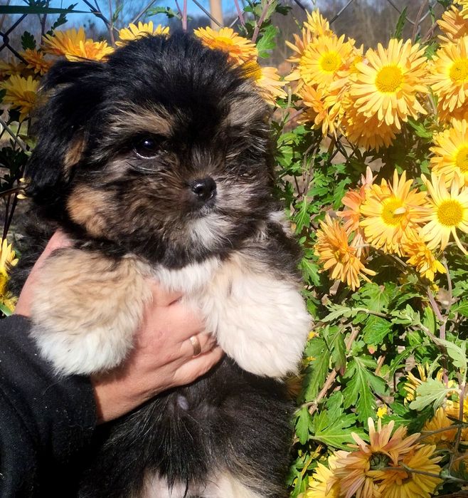 Прекрасний хлопчик, порода Болонка!