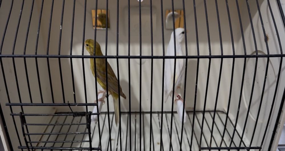 Canários de várias raças