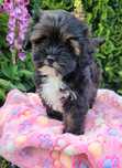 Shihpoo sunia shihtzu pudel toy