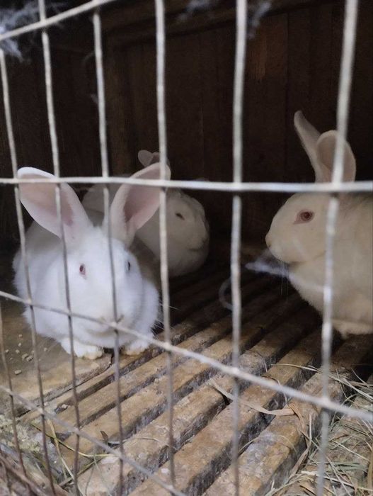 Термонці, кролики