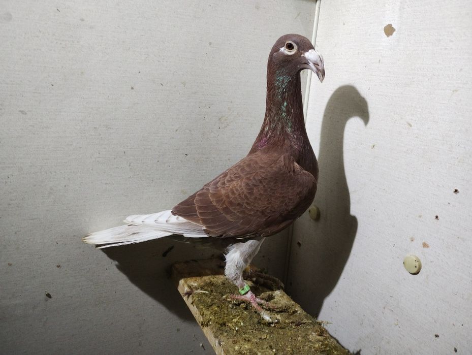 Gołębie rzeszowskie