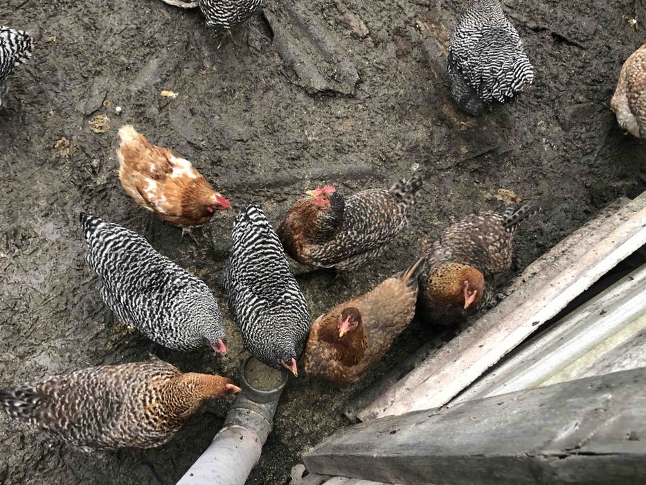 Домашні кури Білефельдер