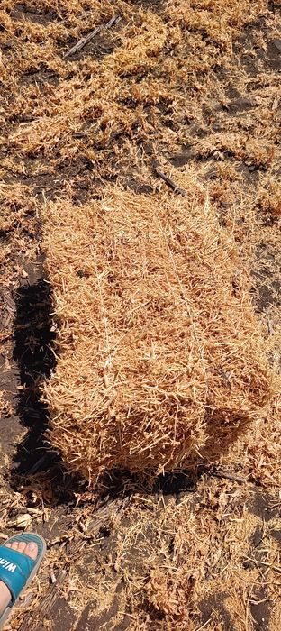 Продам тюки з соломи ГОРОХУ.