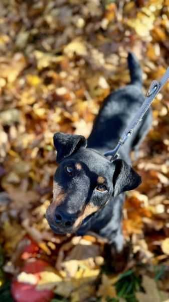 suczka w typie jagterriera pilnie szuka domu