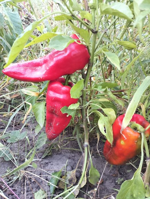 Семена болгарского перца