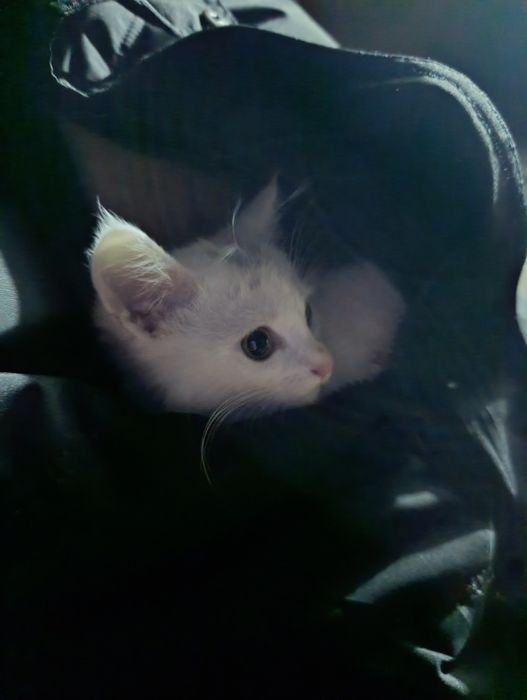 Відам білого кота