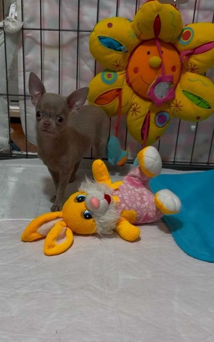 Дівчинка чихуахуа. Ліловая.