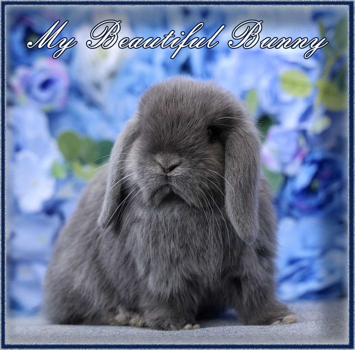 Piękny Młody Królik Mini Lop - Niebieski