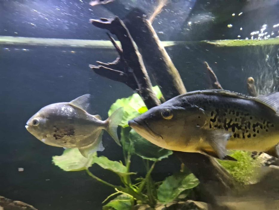 Cichla kelberi 40cm