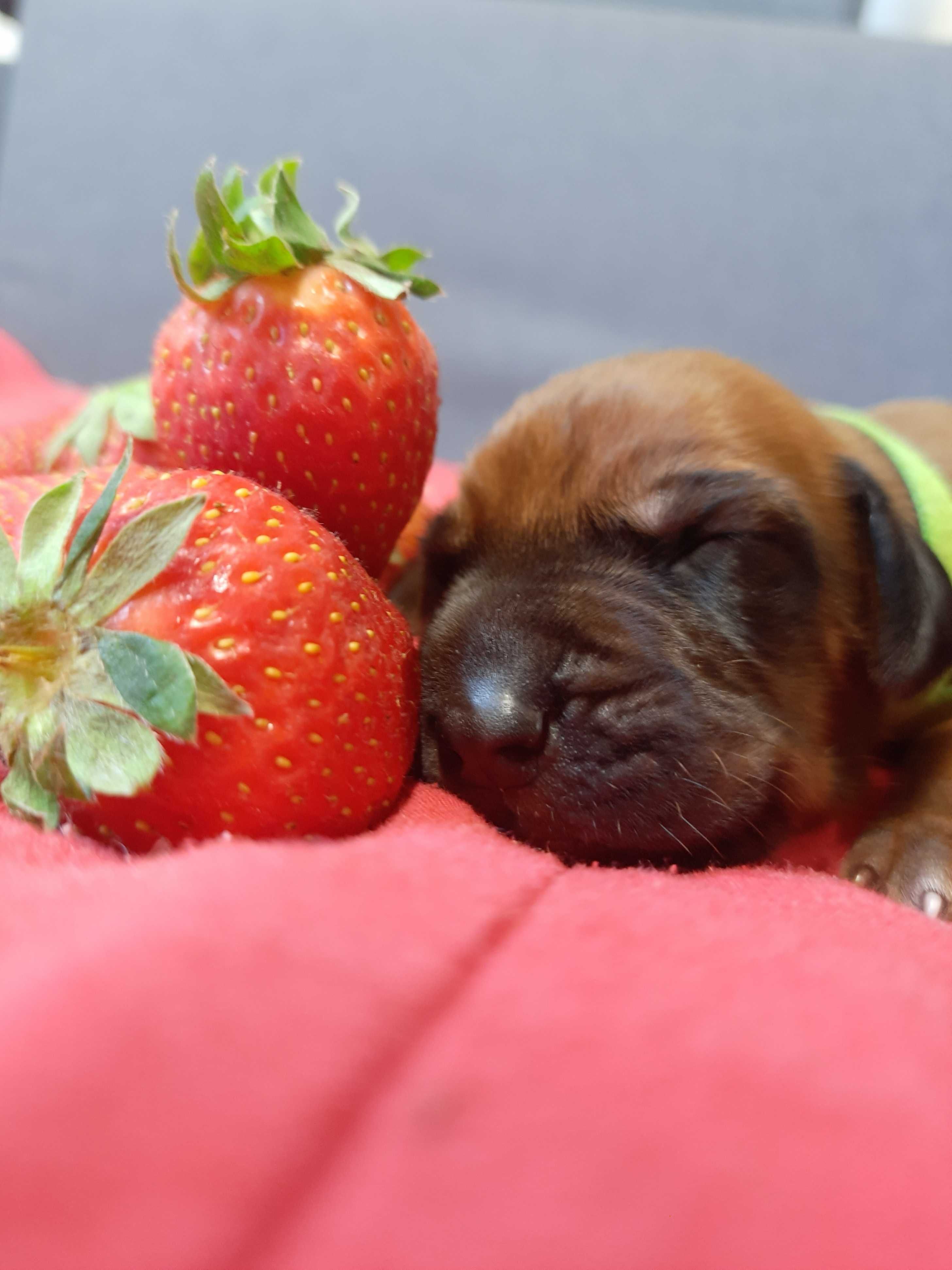 Samiec Rhodesian Ridgeback - Długie pręgi  - Afrykańska linia