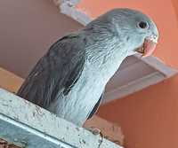 Продам птенчіка ожерелового попугая