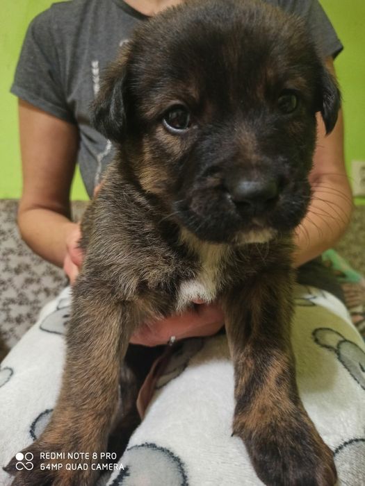 Песики в добрі руки