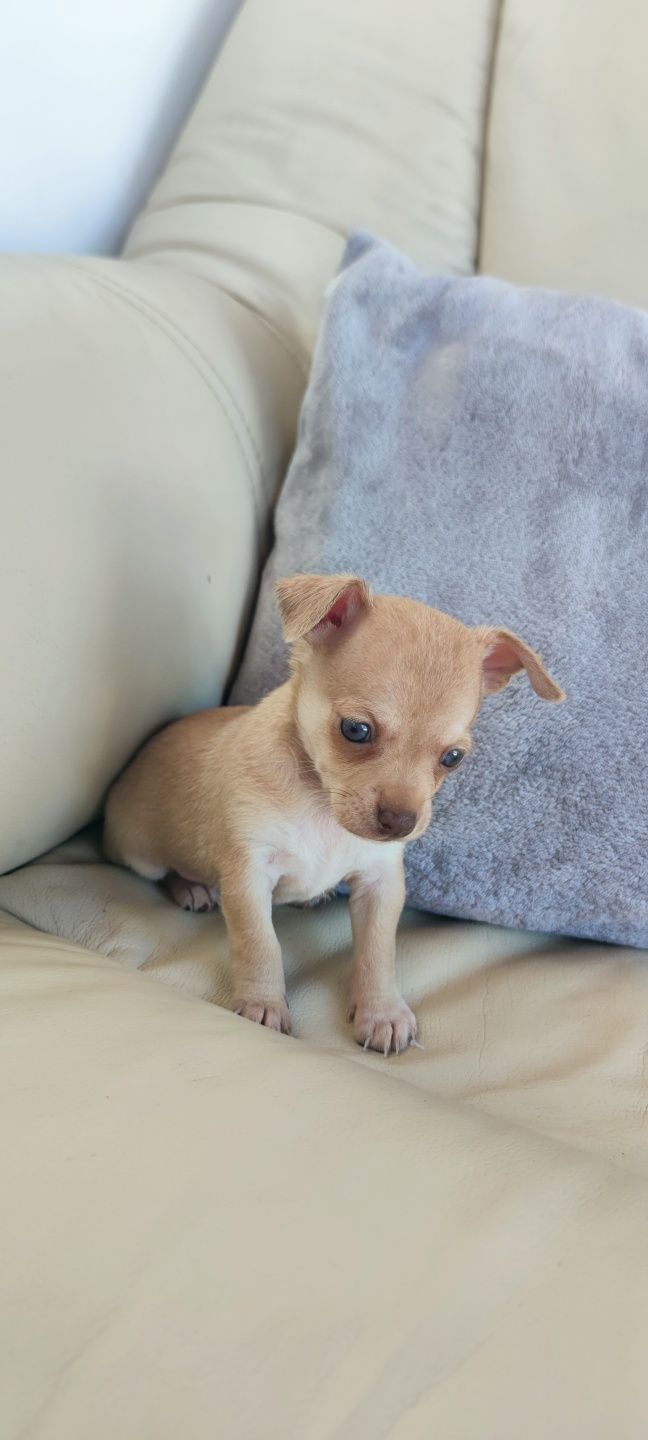 Chihuahua bege de pêlo curto (macho)