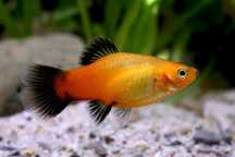GB Platka Gold Wagtail