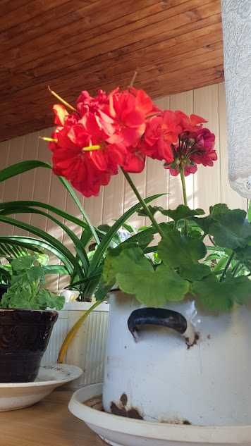 Продам кімнатні квіти