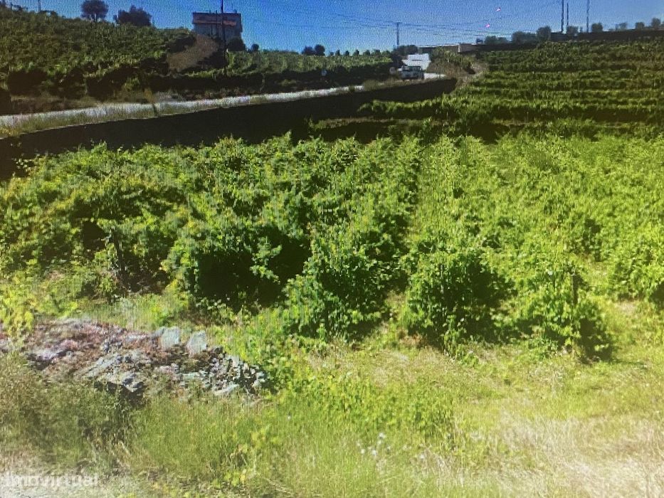 Vinha - Ervedosa do Douro