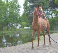 Aqh Amarican Quarter Horse klaczka klacz