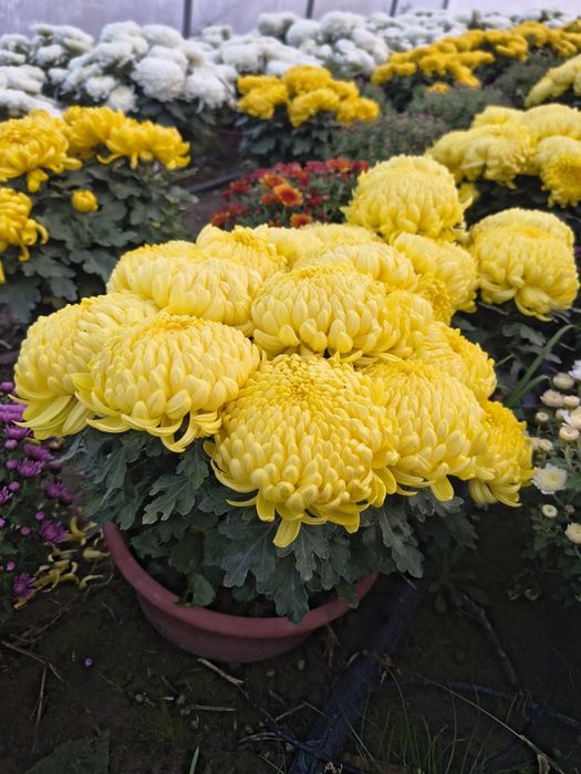 Chryzantemy wielkokwiatowe