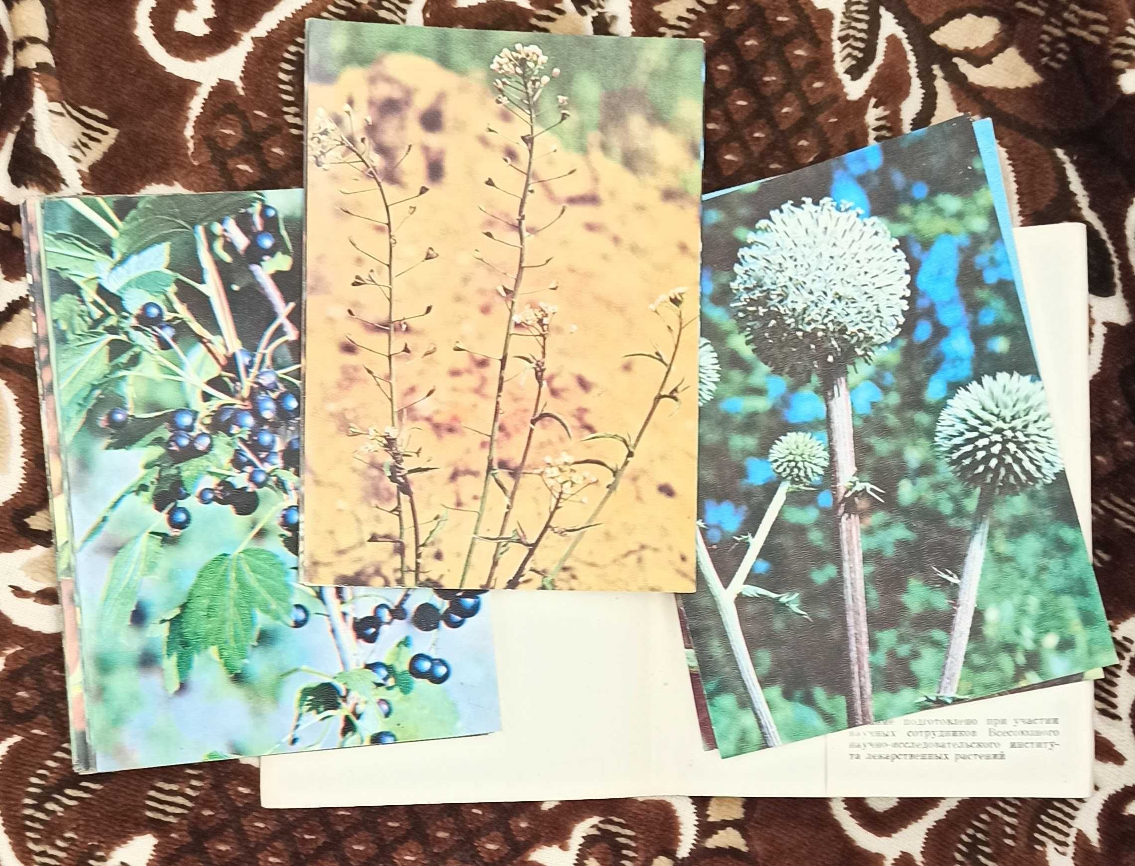 Набір листівок 1980 рік "Экскурсия в природу. Лекарственные растения"