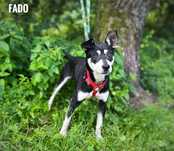 Pinczer mix, 1,5 roczny, wesoły Fado adopcja