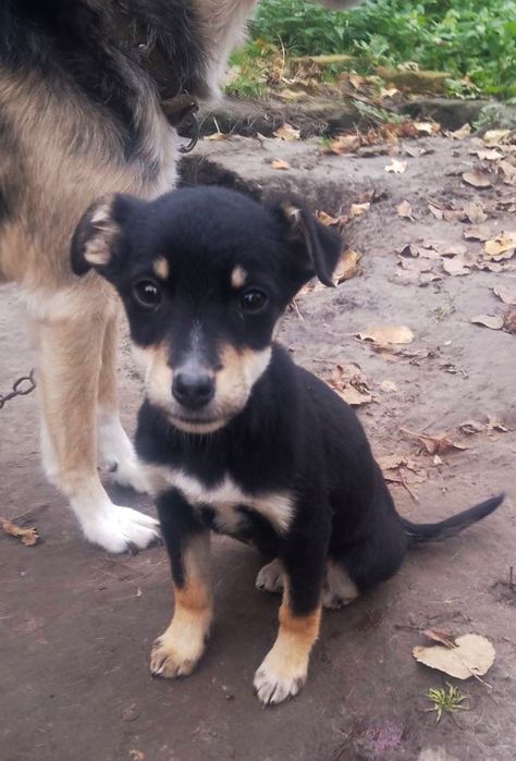 Красуня шукає домівку!