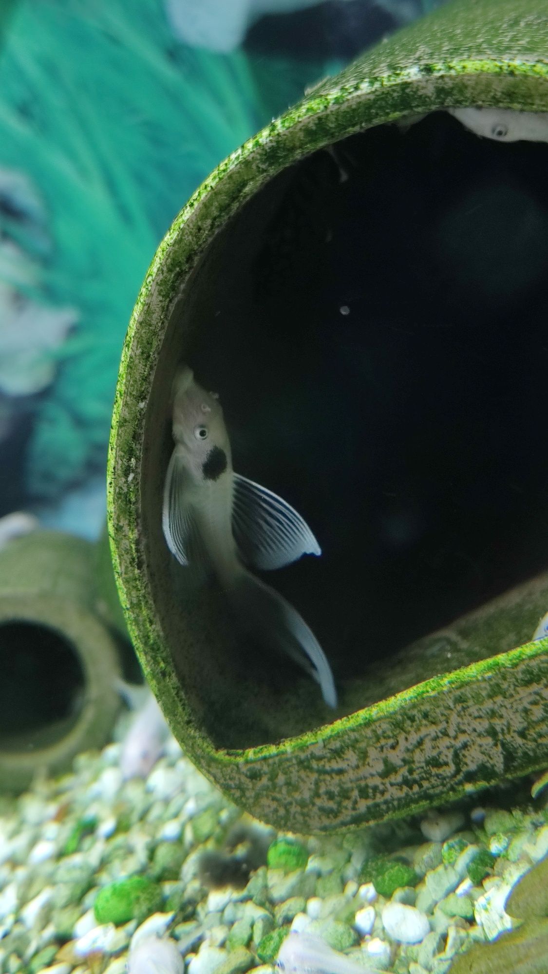 Glonojad/Ancistrus Snow White Long Fin / Znana płeć/ WYSYŁKA