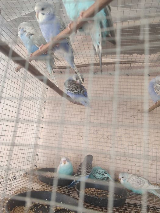 Periquitos novos anilhados