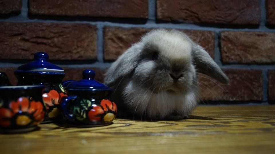 Mini Lop Baranek Miniaturowy Miniaturka Hiszpania Anglia metryka