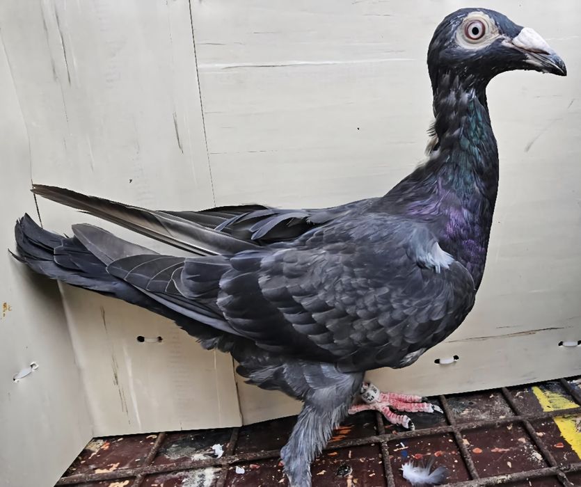 Gołębie listonosz polski