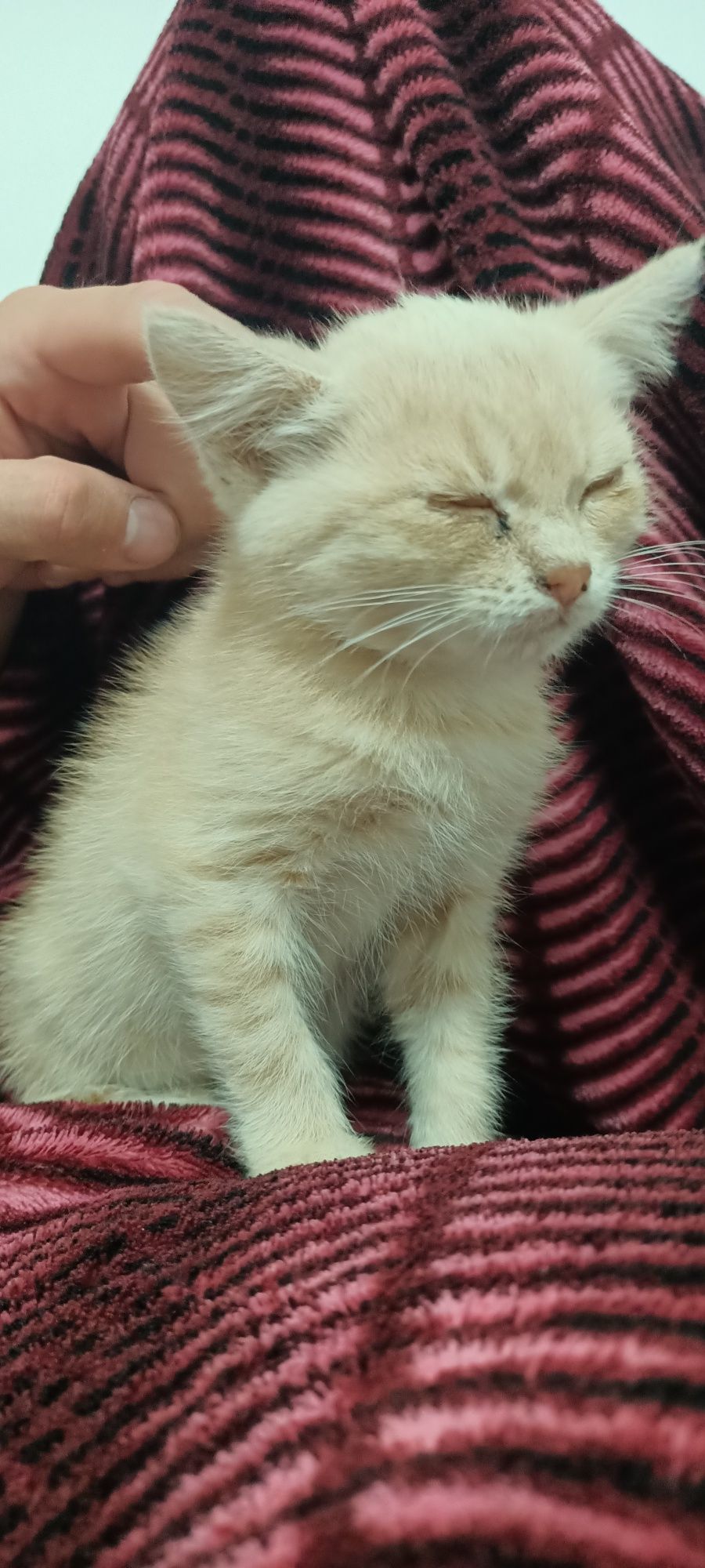 Кошенята в добрі руки