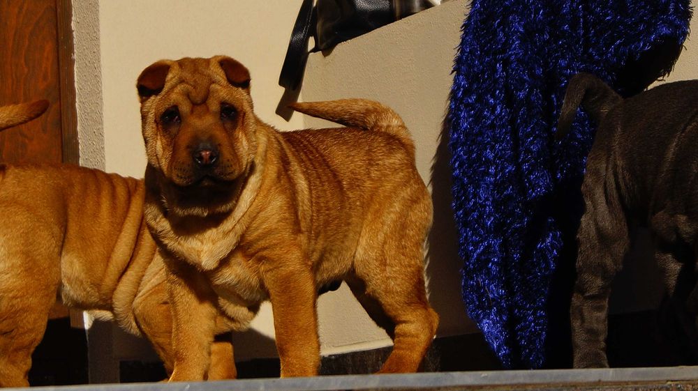 Eva ruda sunia Shar Pei z rodowodem rodzice FCI - importowani