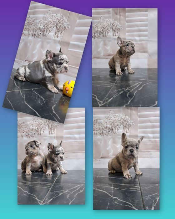 Мерлєшки бульдожки!!