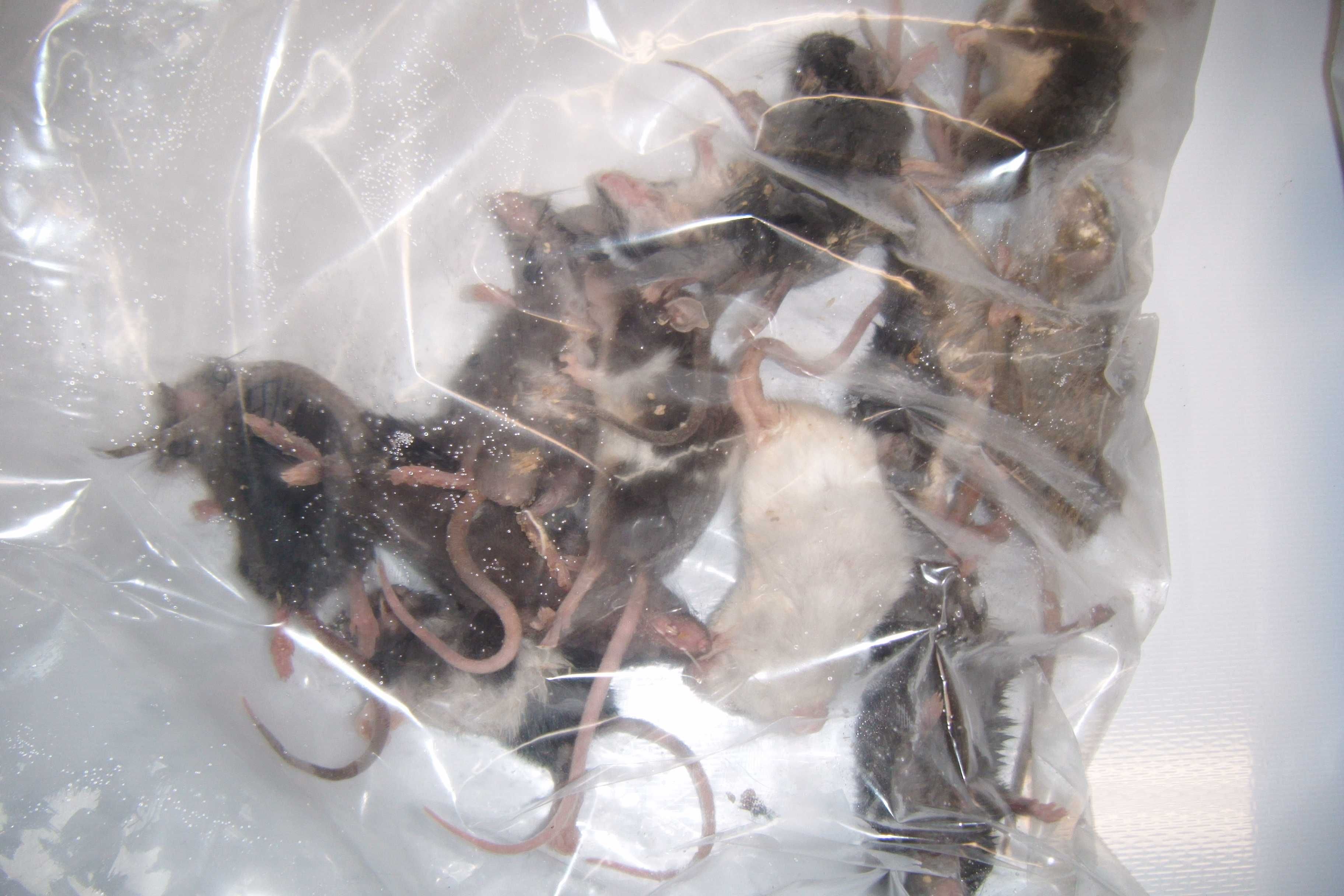 Gryzonie mrożone karmowe dla gadów pająków sów karmówka szczury myszy