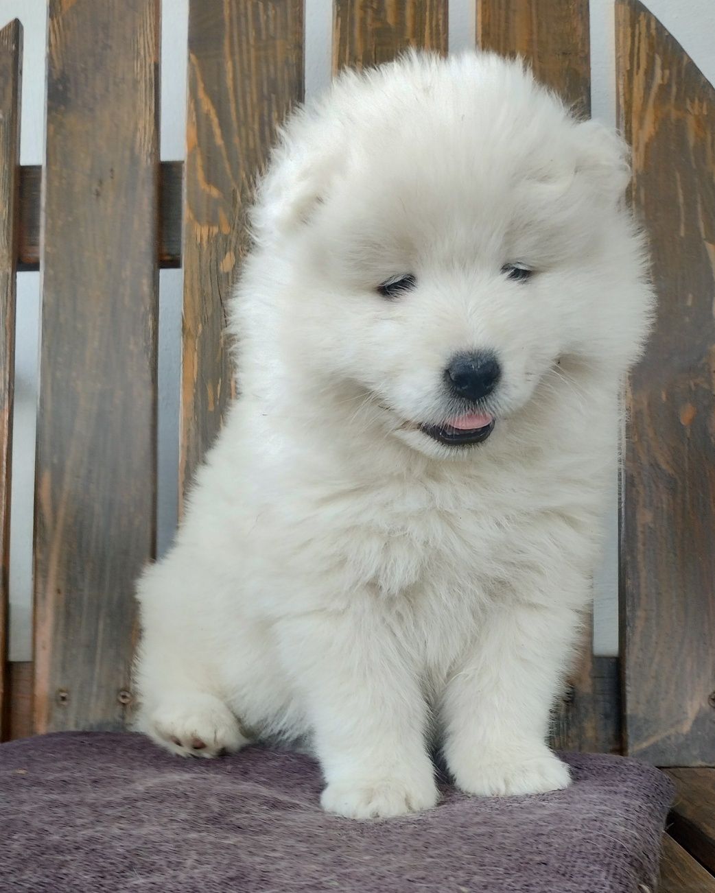 Suczka Samoyed /Samoyed