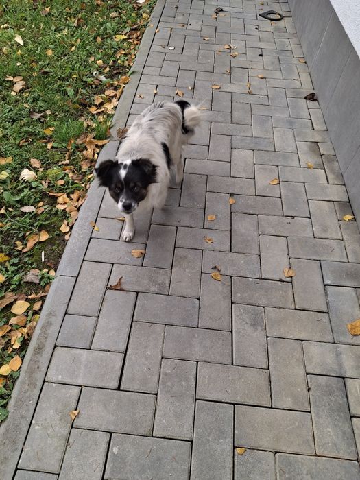 Шукає дім стерилізована собачка